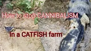 How to stop CANNIBALISM in fish farming and achieve a wonderful result