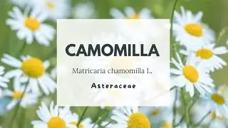 SFATIAMO I MITI : LA CAMOMILLA NON FA DORMIRE - Matricaria chamomilla L. Asteraceae Common chamomile