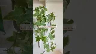 English Ivy Care: The Fast-Growing Trailing Plant You NEED!🌿 #englishivy #trailingplants #plantcare