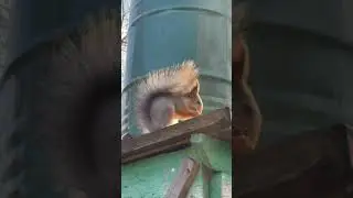 Смешные животные. Смешные белки. Забавная Белочка.   Funny animals. Funny squirrels. Funny Squirrel.