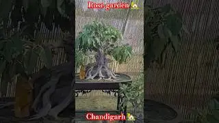 Rose festival| Pushpa Raaj| Chandigarh| Spark weapon