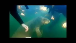 Manatee Exploitation Capital of the World - Crystal River, Florida - Swim with Manatees