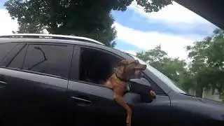Dog Wearing Sunglasses Riding In a Car