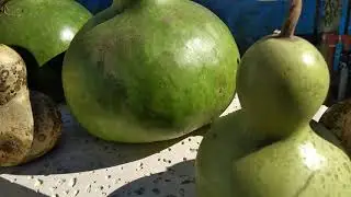 Calabazas del peregrino en La Pampa