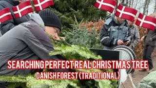 Searching for the Perfect Christmas Tree in a Danish Forest 🇩🇰 | Family Vlog