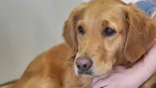 Faune - Des chiens pour aider les enfants diab&eacute;tiques