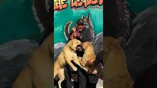 THAHAB VS AL7ENTEECH !! الفيديو كامل على قناتنا على اليوتيوب #xdogschool #alabai #canecorso #dogs