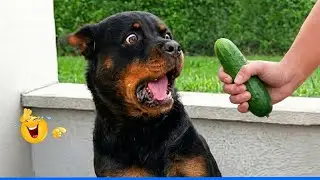 The Funniest Dog Moments Compilation 😹🐶 Best Of The Funny Animal Videos