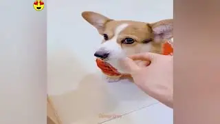 Random Funny Videos |Try Not To Laugh Compilation | Cute People And Animals Doing Funny Things P46