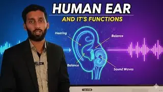 Human Earn & It's Functions || How Human Ear Works || 