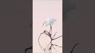 Uncover the Secret to Baitless Fishing: Watch This Egret's Masterful Technique!   #animalvideos