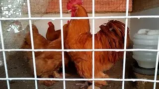 Hen frist meeting village in animal time 😐