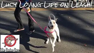 Testimonial of Dog Training With A Reactive Dog