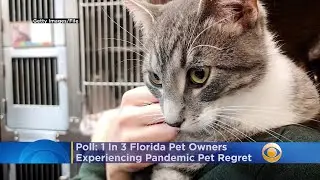 Poll Reveals 1 In 3 Florida Pet Owners Experiencing Post-Pandemic Pet Regret