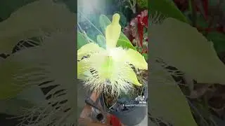 Rhyncholaelia digbyana