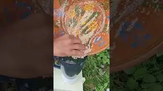 Khaskhas ka Halwa Recipe | village Food secrets