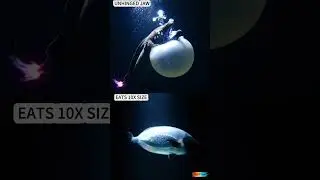 Gulper Eel vs Black Swallower: The Bottomless Pit! 🐍🐟 #shortsfeed