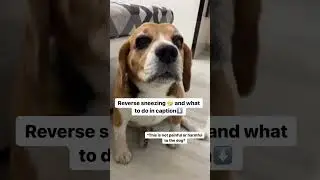Reverse sneezing for dogs and what to do in description