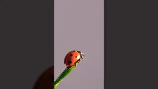 Ladybug Flying Sound | Taking off sound
