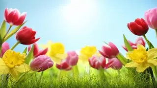 Relaxing Easter Music &ndash; Tulip Vale | Soothing, Peaceful