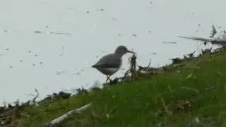 Spotted Sandpiper foraging