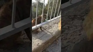 Airedale and a feral cat look what happens
