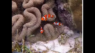 Blue Fluff, Clown fish, Nemo, Eel hiding, Yellow Pufferfish, long sea cucumber thing.
