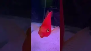 Red blood parrot
