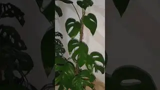 Monstera plant variety🍃|famous house plant#monstera #indoor  #houseplant #split leaves#plantaplant