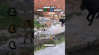 Ranking Top 5 Savage Cat vs Dog Moments