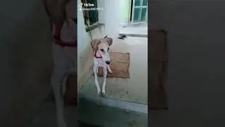 Mudhol puppy avlebel in chikkaballapur no. 9731909314