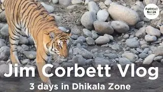 EPIC Tiger Safari in Jim Corbett (Dhikala Zone)- Corbett Tiger Reserve #corbett #tiger #tigerreserve