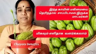  Chow Chow   20 இற்கும் மேற்பட்ட நோய்களை   குணப்படுத்துகிறது  #Chayote   | எப்படி Chayote சமைப்பது 