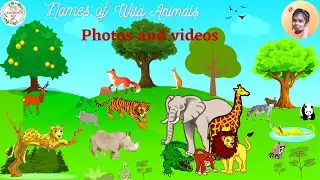 Wild animals photos and videos | All wild animals names | Animal photos for babies | Rainbow Kid