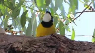 Nature video: A Golden Whistler (Pachycephala pectoralis) makes an appearance.