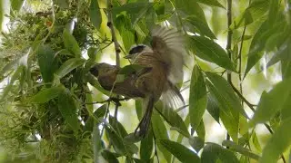 Eurasian Penduline Tit Couple at Nest