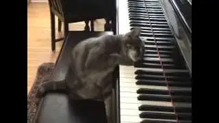 Cat Playing piano like Beethoven: Nora