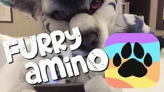 Ahkara's on Furry Amino?