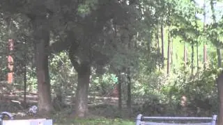 TreeClearing