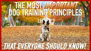 The Most Important Dog Training Principles.