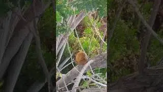שפו סלע על עץ האזדרכת Rock hyrax on a tree