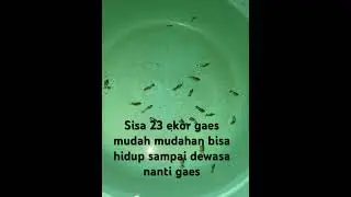 #kokioranda