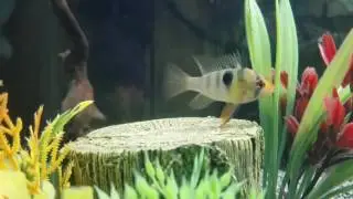 German blues protecting the eggs