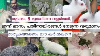 Rabbit Farm Kerala| മികച്ച ലാഭം നേടാം | Pure Breed Rabbits | മുയൽ വളർത്തൽ