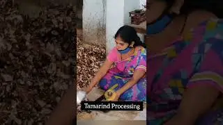 Tamarind Processing 🤩🤗