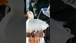 &ldquo;Frozen duck  Set Free&rdquo; 🐇❄️ #punjabisong #song #newsong