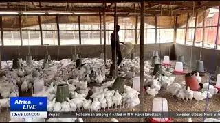 Nigerian poultry farmers warn they're on brink of collapse in key industry