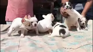 French bulldog puppies for sale in India at affordable prices in All India