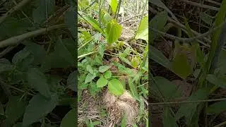 There is a village in Aceh called Riting, which cultivates poisonous tubers (Janeng), which are p...