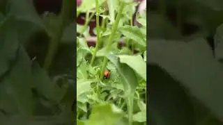 Bug walking on plant #Shorts subscribe to